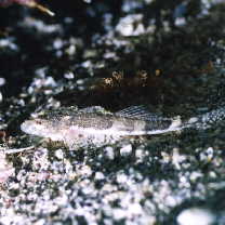 Thysanophrys celebica (Bleeker, 1854)