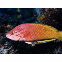 Pseudolabrus eoethinus (Richardson, 1846)