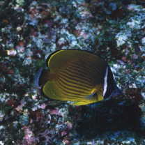 Chaetodon auripes Jordan et Snyder, 1901