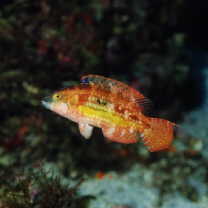 Oxycheilinus bimaculatus (Valenciennes, 1840)