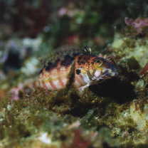 Parapercis snyderi Jordan et Starks, 1905