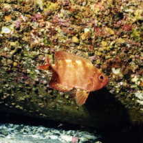 Heteropriacanthus carolinus (Cuvier, 1829)