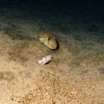 Torquigener brevipinnis (Regan, 1903)