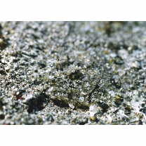 Asterorhombus intermedius (Bleeker, 1865)