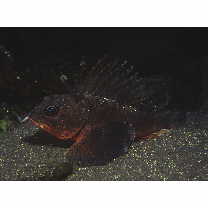 Neosebastes entaxis Jordan et Starks, 1904