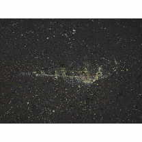 Thysanophrys celebica (Bleeker, 1854)