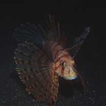 Ebosia bleekeri (Doderlein, 1884)