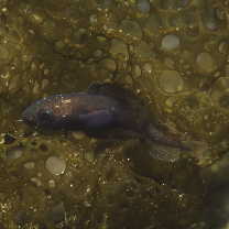 Physiculus maximowiczi (Herzenstein, 1896)