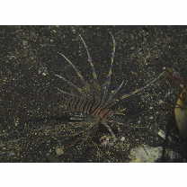 Pterois volitans (Linnaeus, 1758)