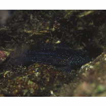 Asterropteryx semipunctata Ruppell, 1830