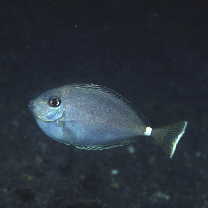 Naso brevirostris (Cuvier, 1829)