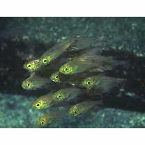 Parapriacanthus ransonneti Steindachner, 1870