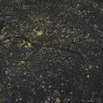 Corythoichthys haematopterus (Bleeker, 1851)