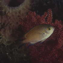 Chromis fumea (Tanaka, 1917)