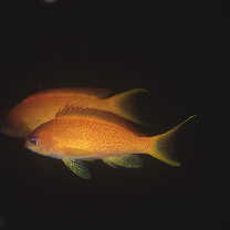 Pseudanthias squamipinnis (Peters, 1855)