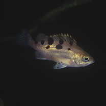 Sebastes joyneri Gunther, 1878