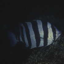 Oplegnathus fasciatus (Temminck et Schlegel, 1844)