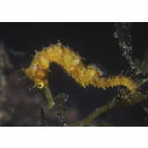 Hippocampus histrix Kaup, 1856