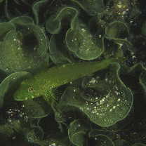 Pseudoblennius percoides Gunther, 1861
