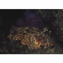 Scorpaenopsis cirrosa (Thunberg, 1793)