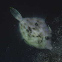 Stephanolepis cirrhifer (Temminck et Schlegel, 1850)