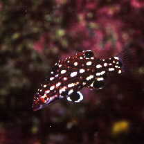 Bodianus dictynna Gomon, 2006