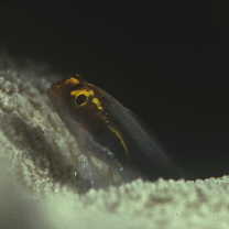 Eviota nigrispina Greenfield et Suzuki, 2010