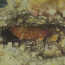 Plectranthias winniensis (Tyler, 1966)