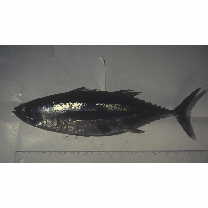 Thunnus alalunga (Bonnaterre, 1788)