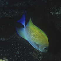 Genicanthus melanospilos (Bleeker, 1857)