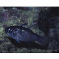 Nectamia bandanensis (Bleeker, 1854)