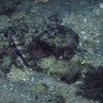 Amblyeleotris periophthalma (Bleeker, 1853)