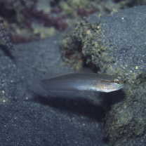 Amblygobius sp. A of Suzuki (2004)