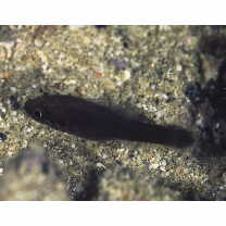 Fowleria isostigma (Jordan et Seale, 1906)