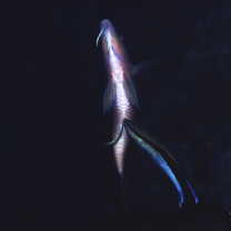 Parupeneus multifasciatus (Quoy et Gaimard, 1825)