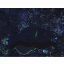 Gomphosus varius Lacepede, 1801