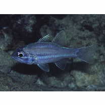 Ostorhinchus doederleini (Jordan et Snyder, 1901)