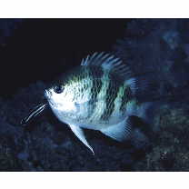 Labropsis manabei Schmidt, 1931