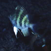 Amblyglyphidodon curacao (Bloch, 1787)