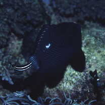 Labropsis manabei Schmidt, 1931