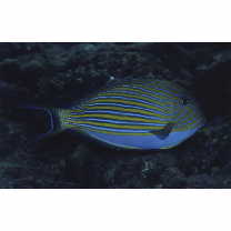 Acanthurus lineatus (Linnaeus, 1758)
