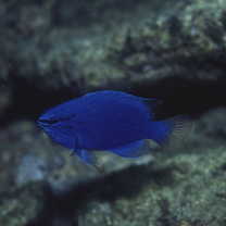 Chrysiptera cyanea (Quoy et Gaimard, 1825)