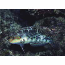 Halichoeres margaritaceus (Valenciennes, 1839)