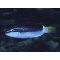 Oxycheilinus unifasciatus (Streets, 1877)