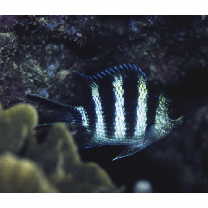 Abudefduf sexfasciatus (Lacepede, 1801)