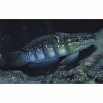 Amblygobius phalaena (Valenciennes, 1837)