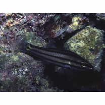 Cheilodipterus quinquelineatus Cuvier, 1828