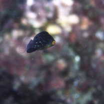 Anampses twistii Bleeker, 1856