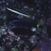 Pseudodax moluccanus (Valenciennes, 1840)