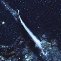 Anampses neoguinaicus Bleeker, 1878